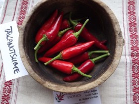 Takanotsume chili  - Csípős paprika ritkaságok az Egzotikus Növények Stúdiója kínálatában